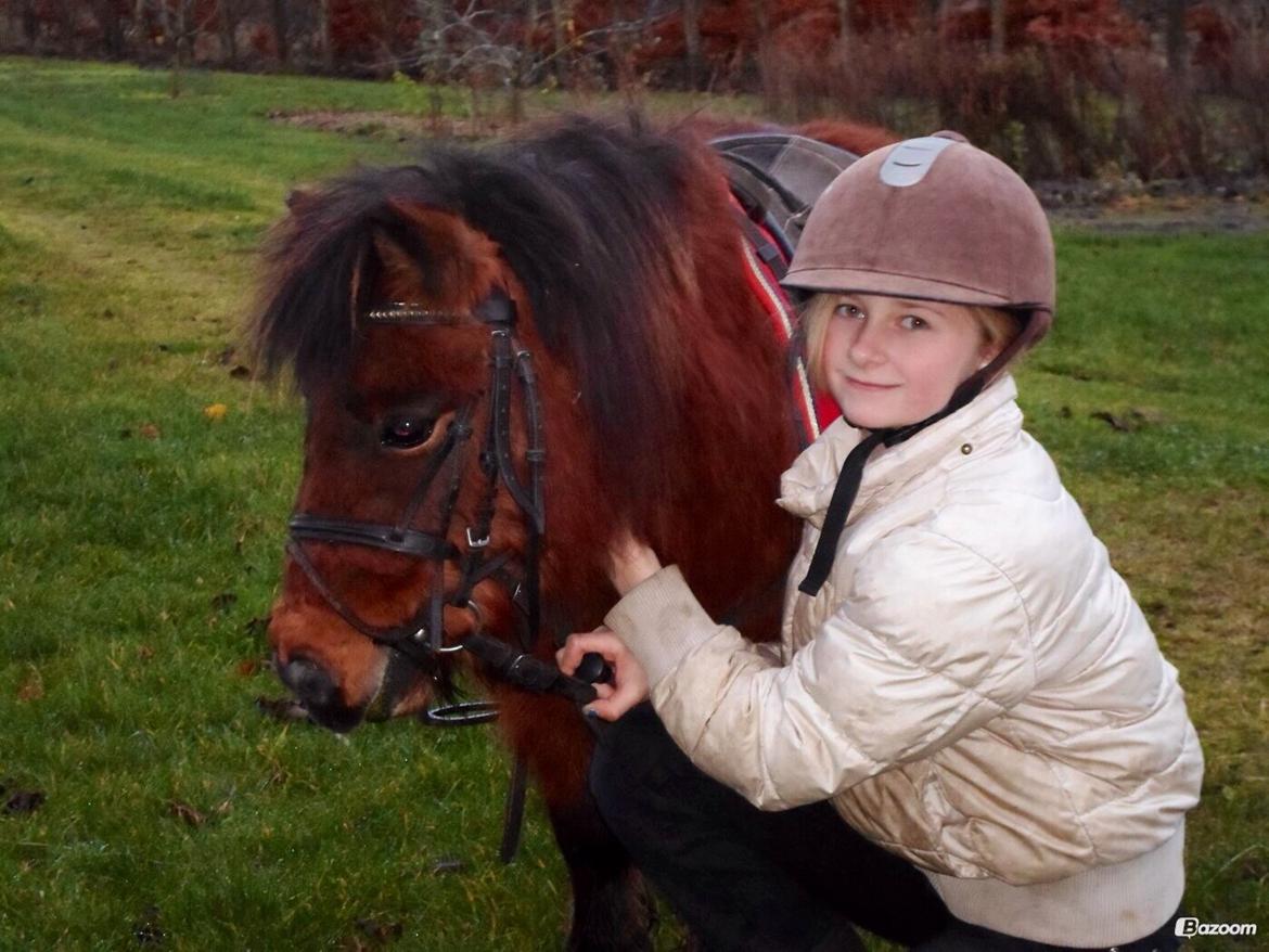 Shetlænder sille <33 billede 5