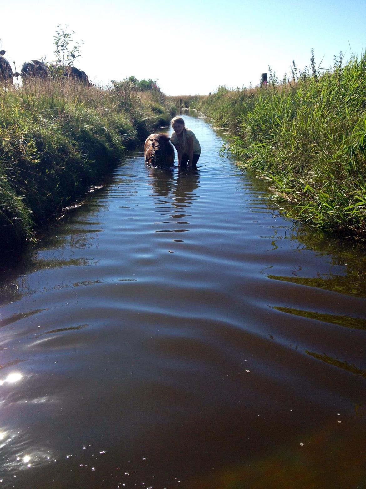 Shetlænder sille <33 billede 8