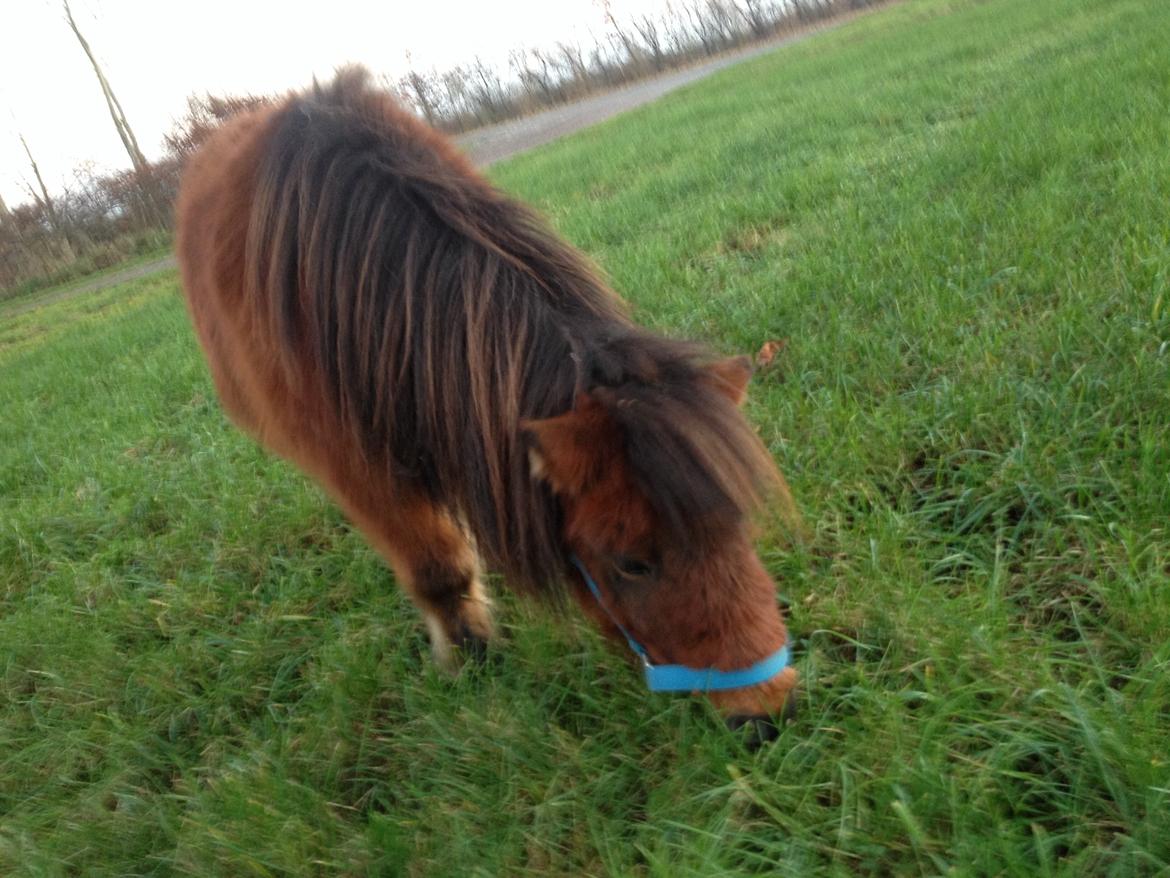 Shetlænder sille <33 billede 10