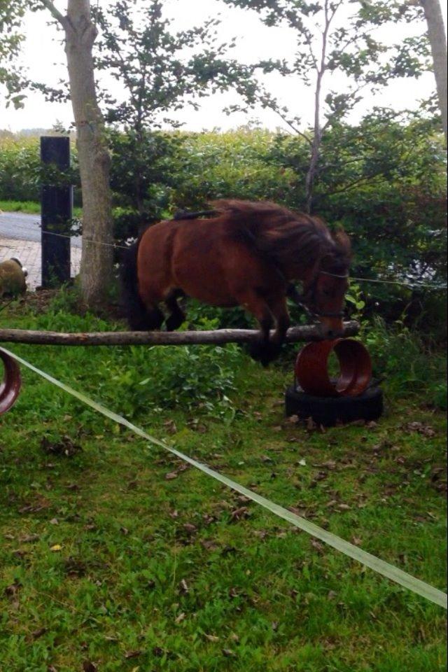 Shetlænder sille <33 billede 13