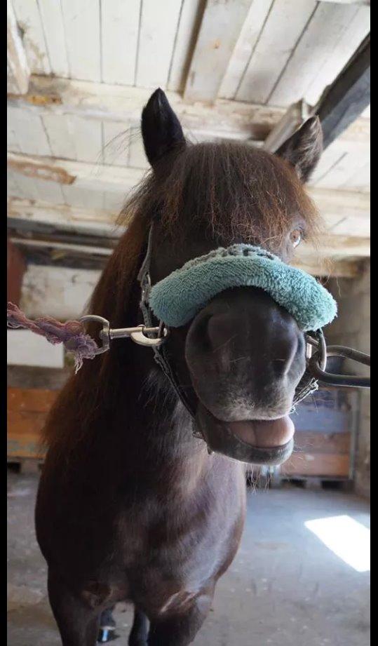 Shetlænder Sally <3 //My Soulmate// billede 17