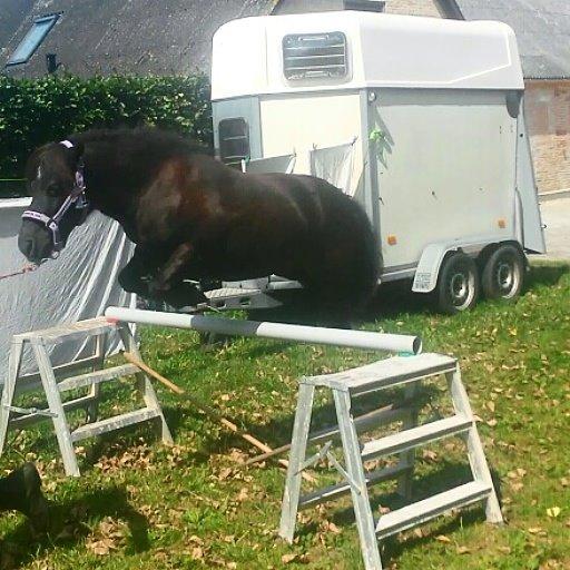 Shetlænder Sally <3 //My Soulmate// billede 19