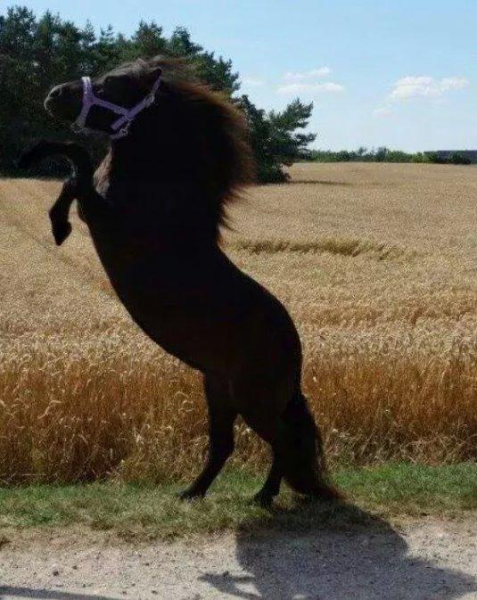 Shetlænder Sally <3 //My Soulmate// billede 20