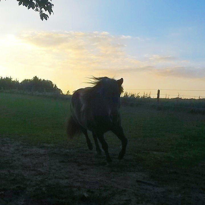 Shetlænder Sally <3 //My Soulmate// billede 21