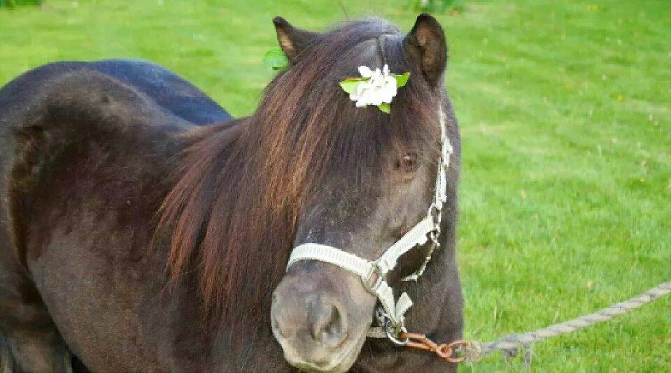 Shetlænder Sally <3 //My Soulmate// billede 22