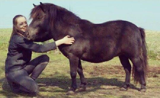 Shetlænder Sally <3 //My Soulmate// billede 25