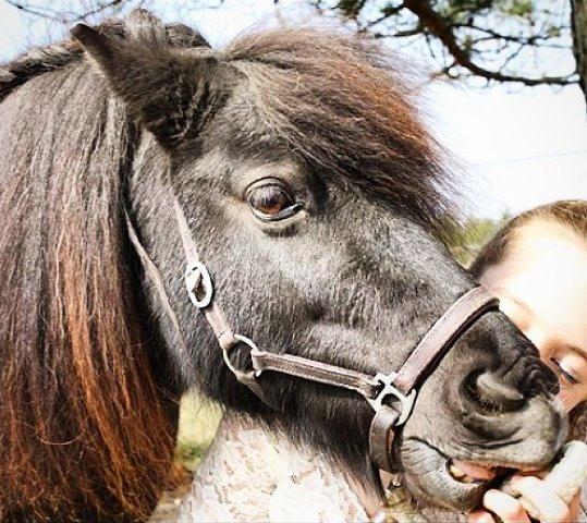 Shetlænder Sally <3 //My Soulmate// billede 26