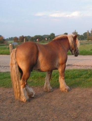 Jyde Skinfaxe billede 2