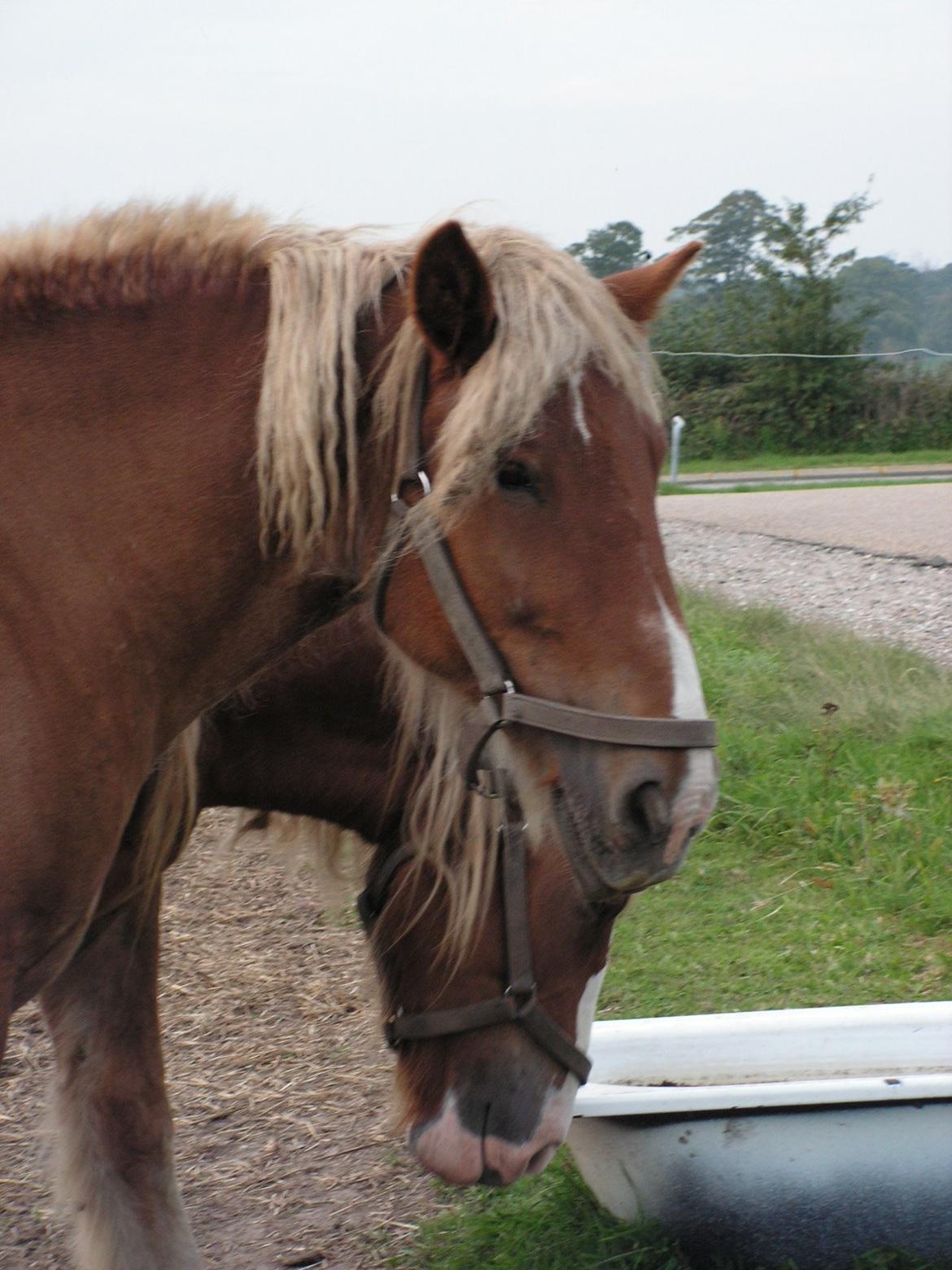 Jyde Skinfaxe billede 6