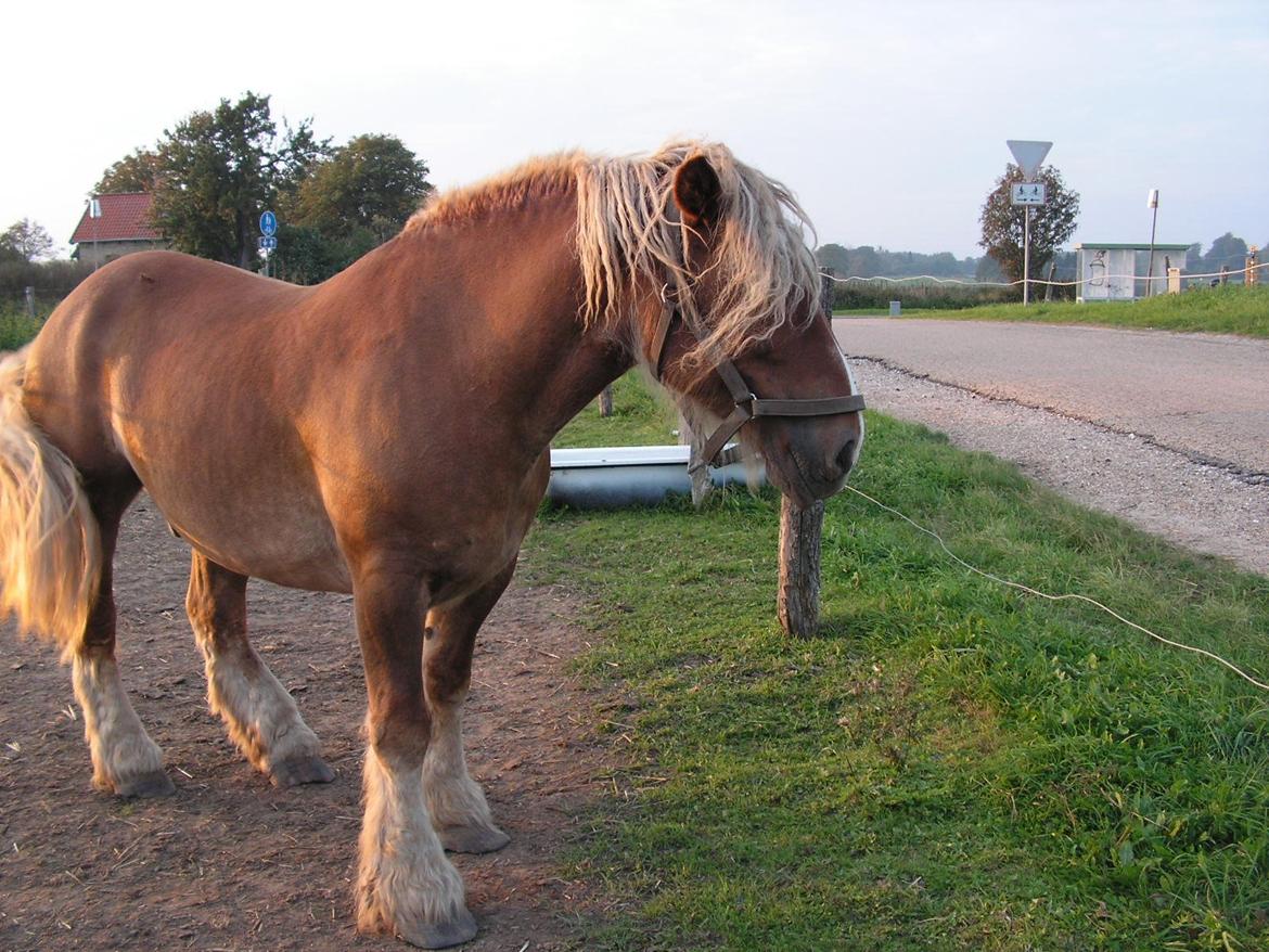 Jyde Skinfaxe - Billeder fra købsdagen. Frygtelige hove - disse blev beskåret omgående i min varetægt! billede 5