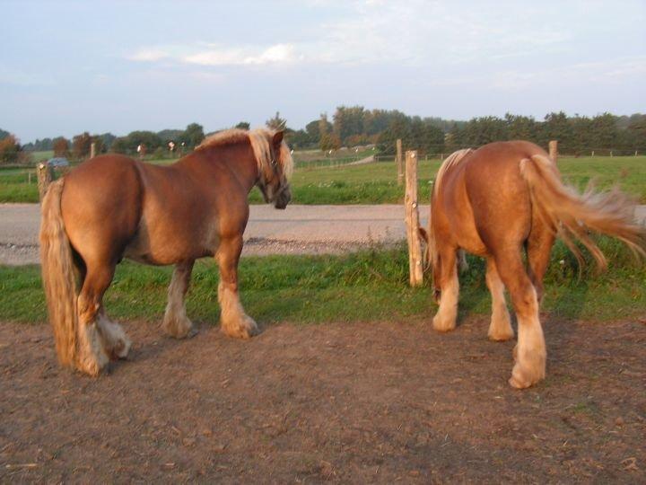 Jyde Skinfaxe billede 9