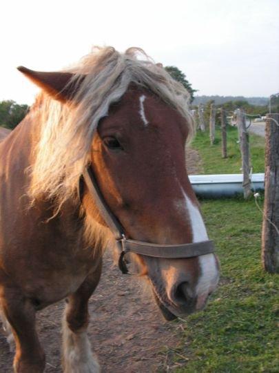 Jyde Skinfaxe billede 3