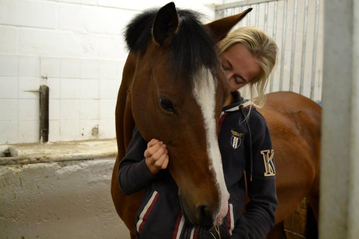 Hollandsk Sportspony Bijsterhof's Dream Lady - Min smukke stjerne <3 billede 1