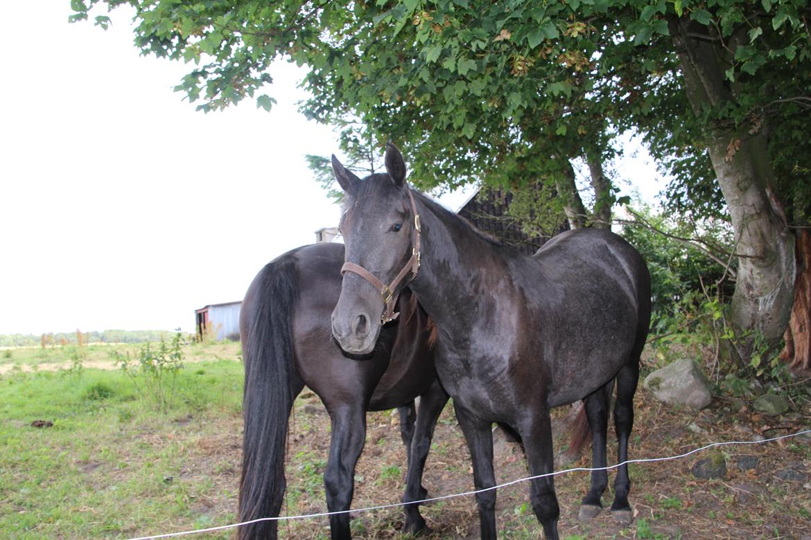 Oldenborg Sarah - Sarah og Falauhla år 2013. billede 2