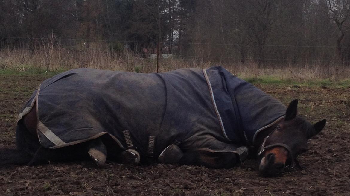 Connemara Egevangens Bailey billede 21