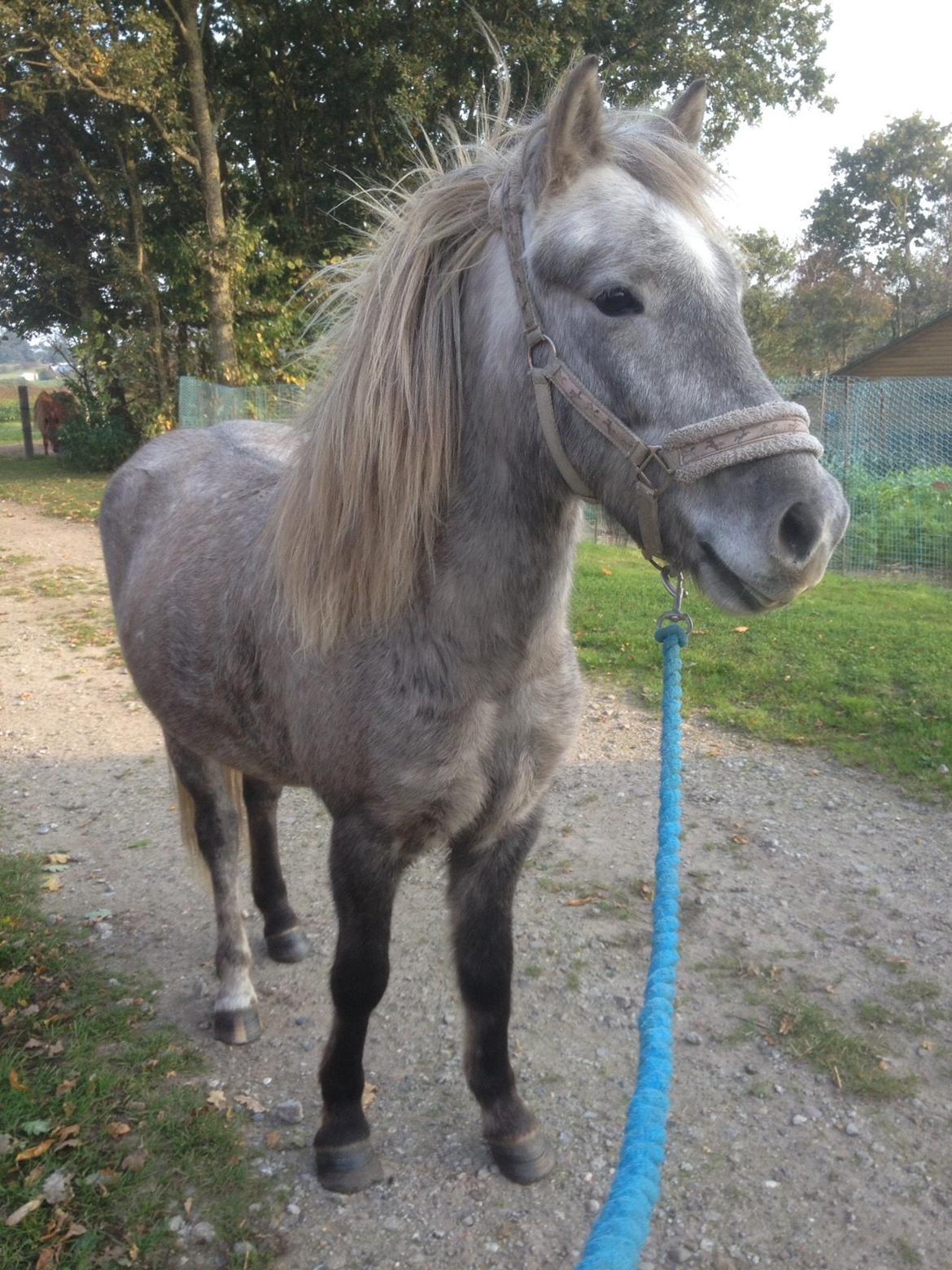 Islænder Svenni fra Holst hestar billede 17