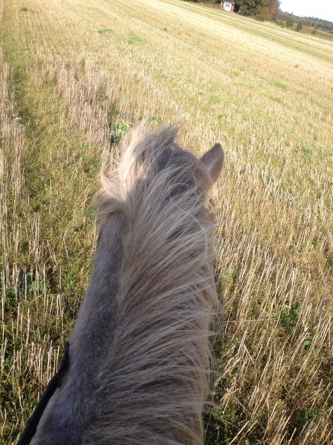 Islænder Svenni fra Holst hestar billede 18
