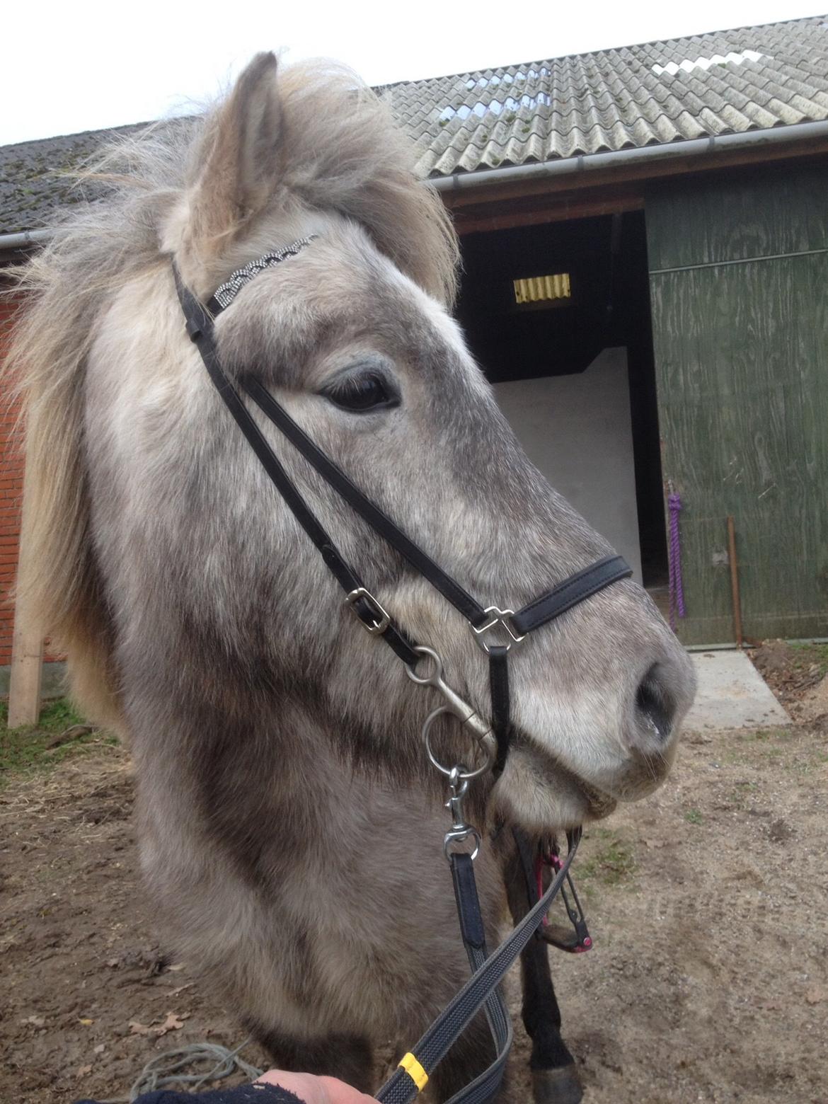 Islænder Svenni fra Holst hestar billede 19