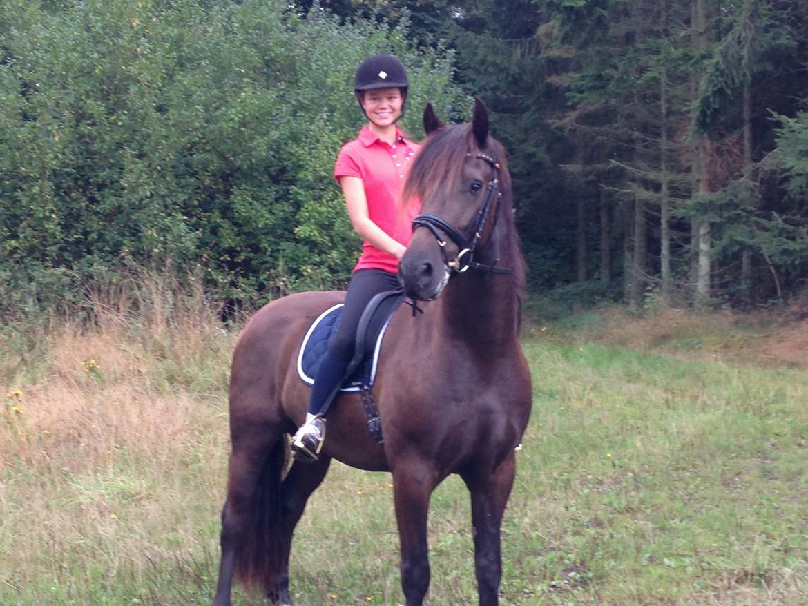 Welsh Cob (sec D) Valhallas Allegro billede 4