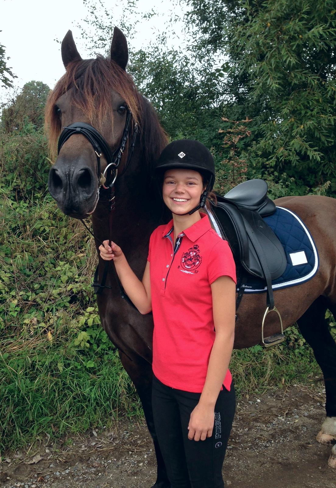 Welsh Cob (sec D) Valhallas Allegro billede 3