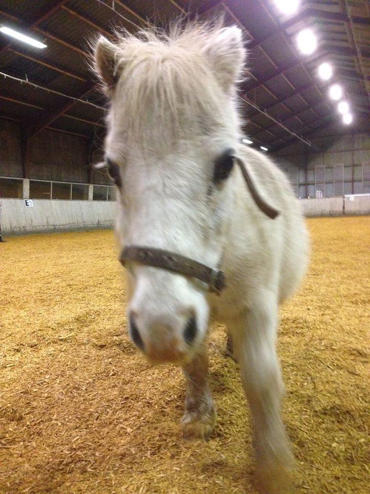 Hollandsk Miniature Krystal R.I.P <3 billede 2