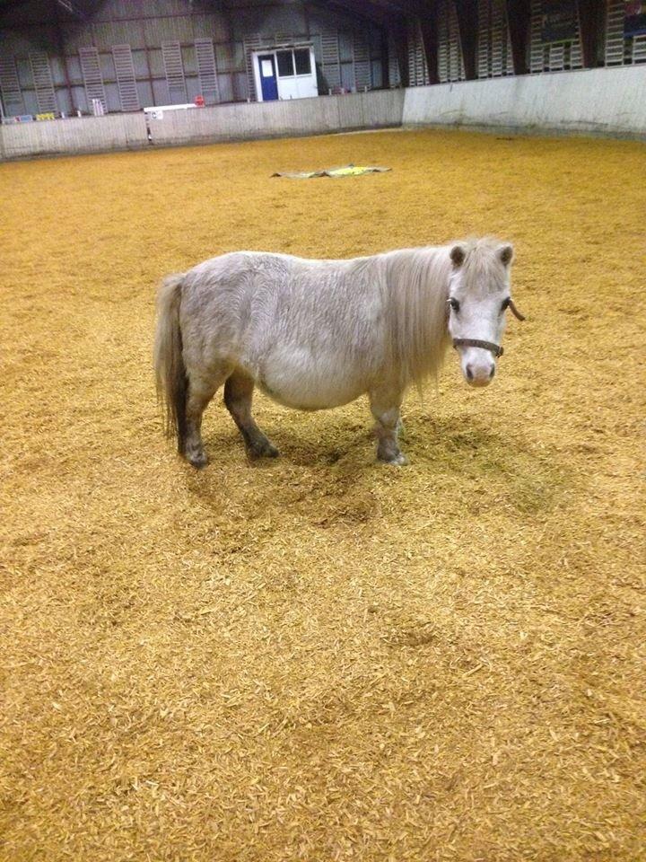 Hollandsk Miniature Krystal R.I.P <3 billede 5