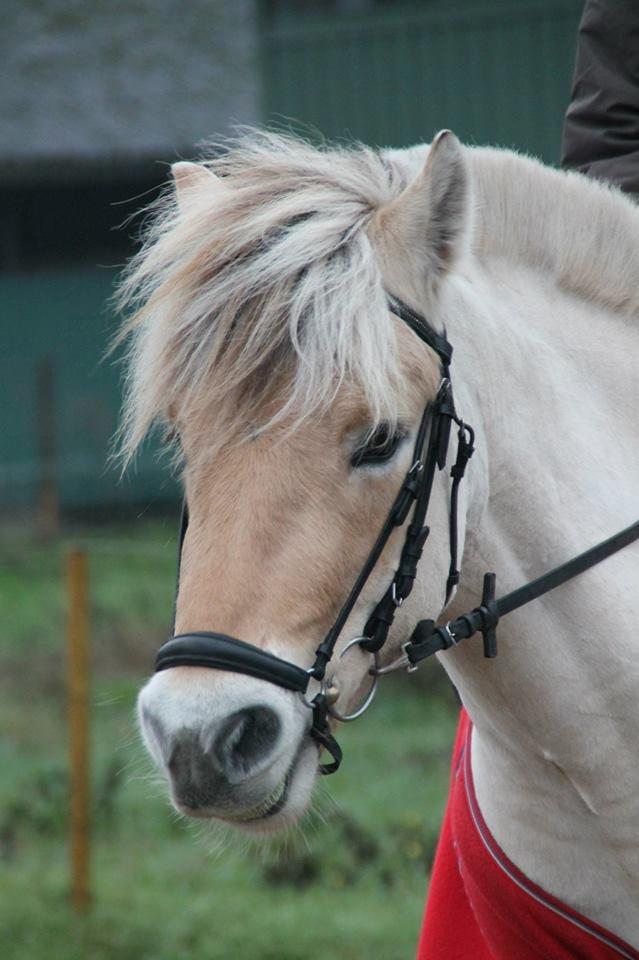 Fjordhest Oscar Vårby billede 1