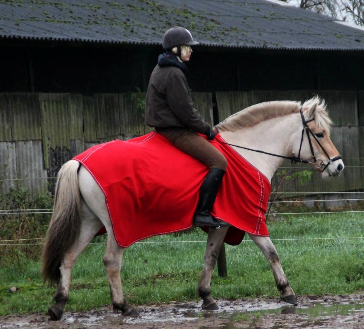 Fjordhest Oscar Vårby billede 2