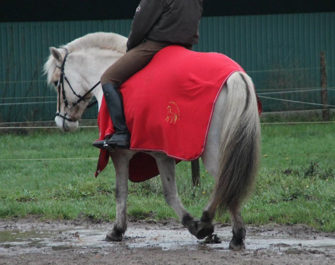 Fjordhest Oscar Vårby billede 9