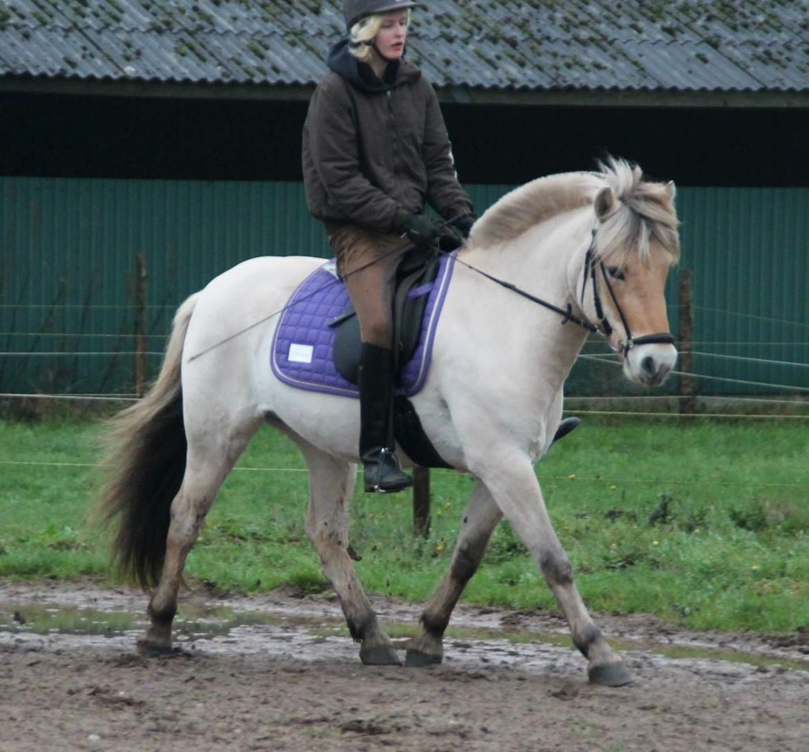Fjordhest Oscar Vårby billede 8