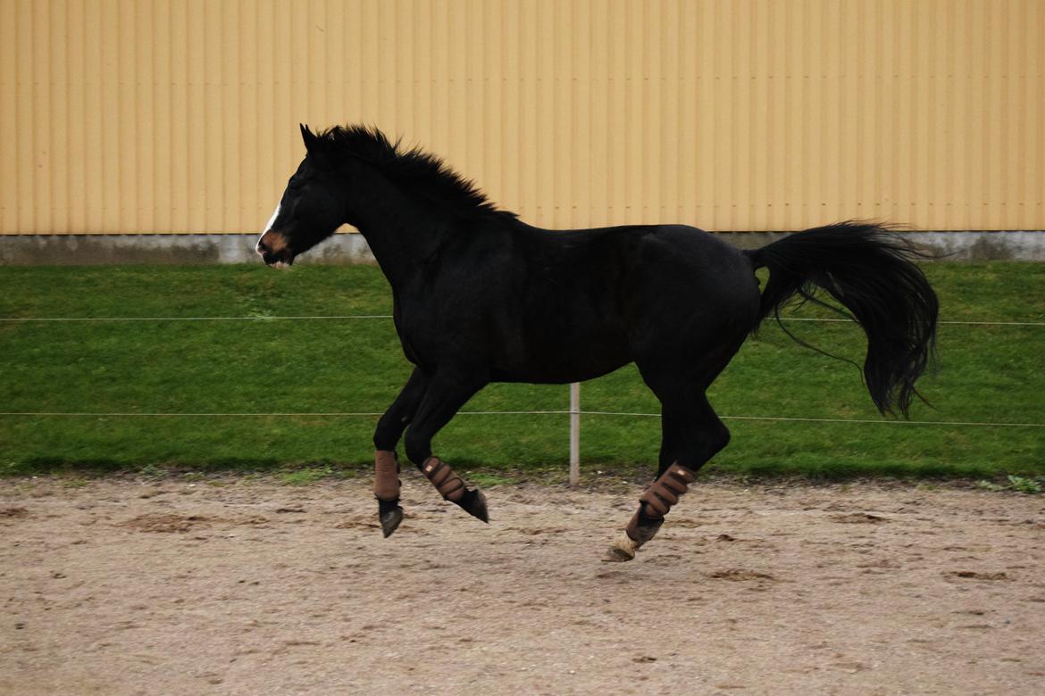 Dansk Varmblod Storåens Chevaldo billede 7