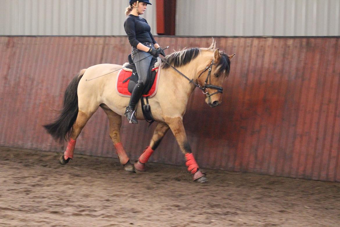 Anden særlig race Baunehøjgaards Ros- a-li billede 15