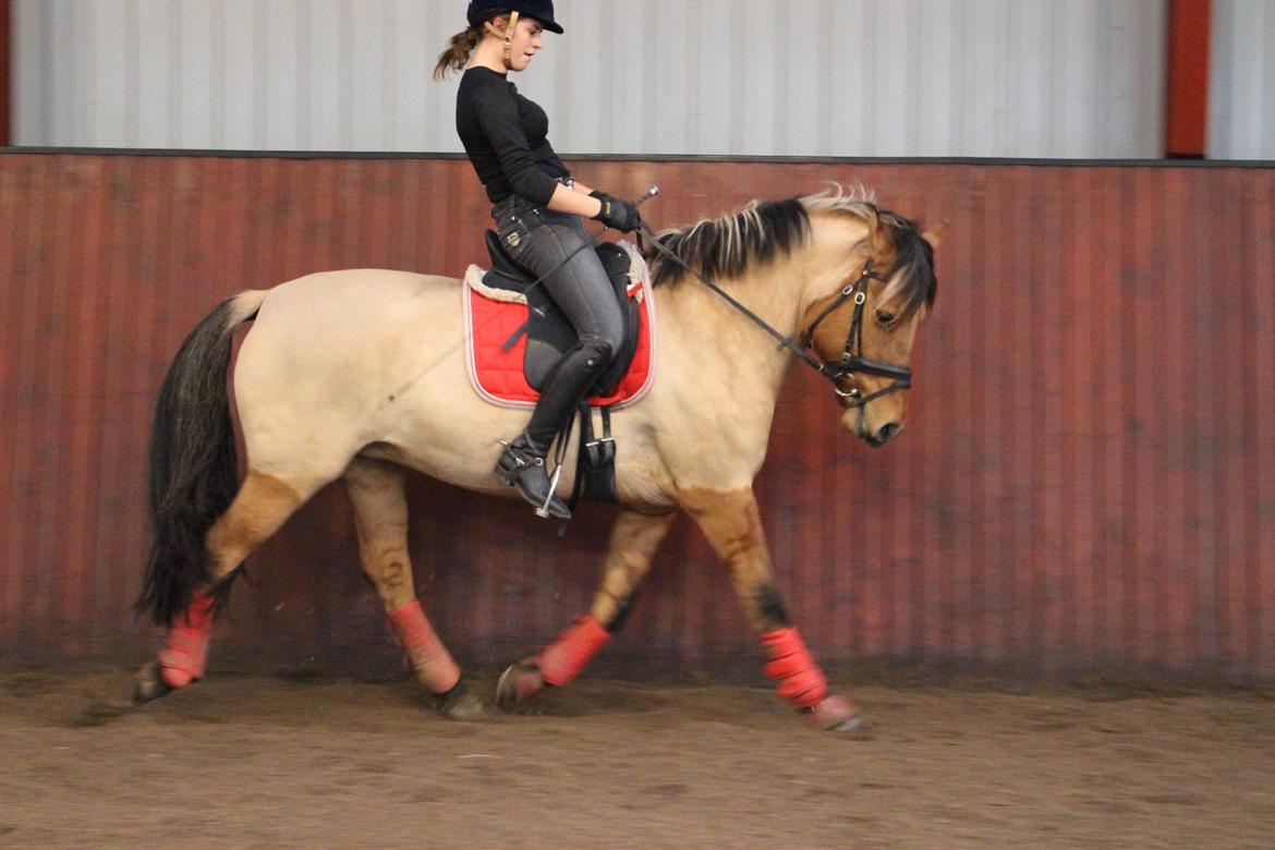 Anden særlig race Baunehøjgaards Ros- a-li billede 17