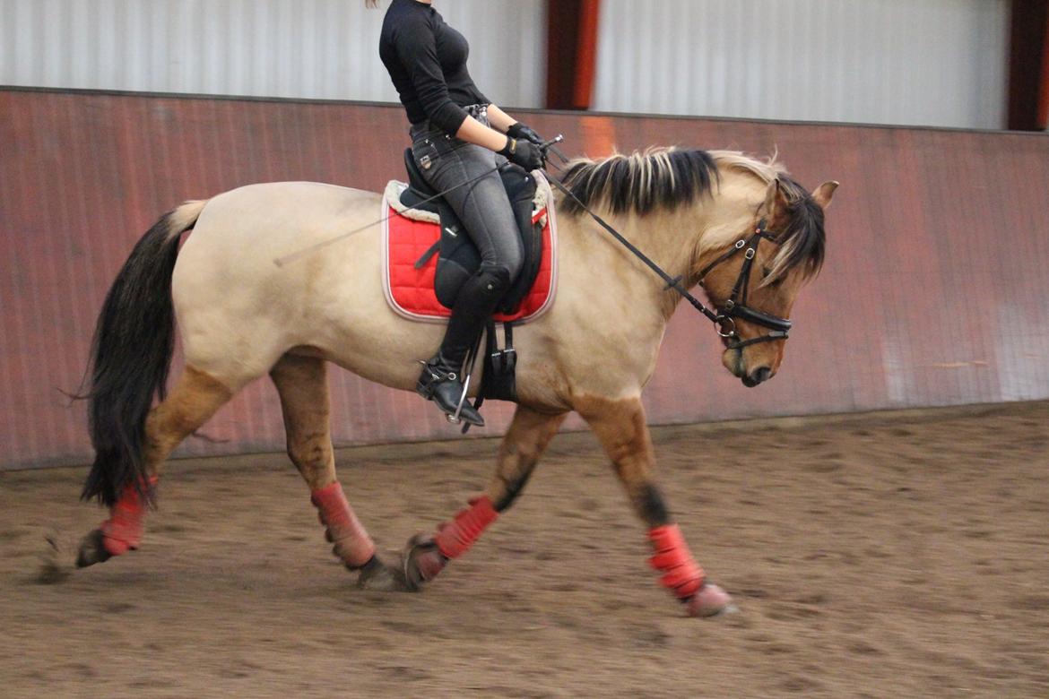 Anden særlig race Baunehøjgaards Ros- a-li billede 20