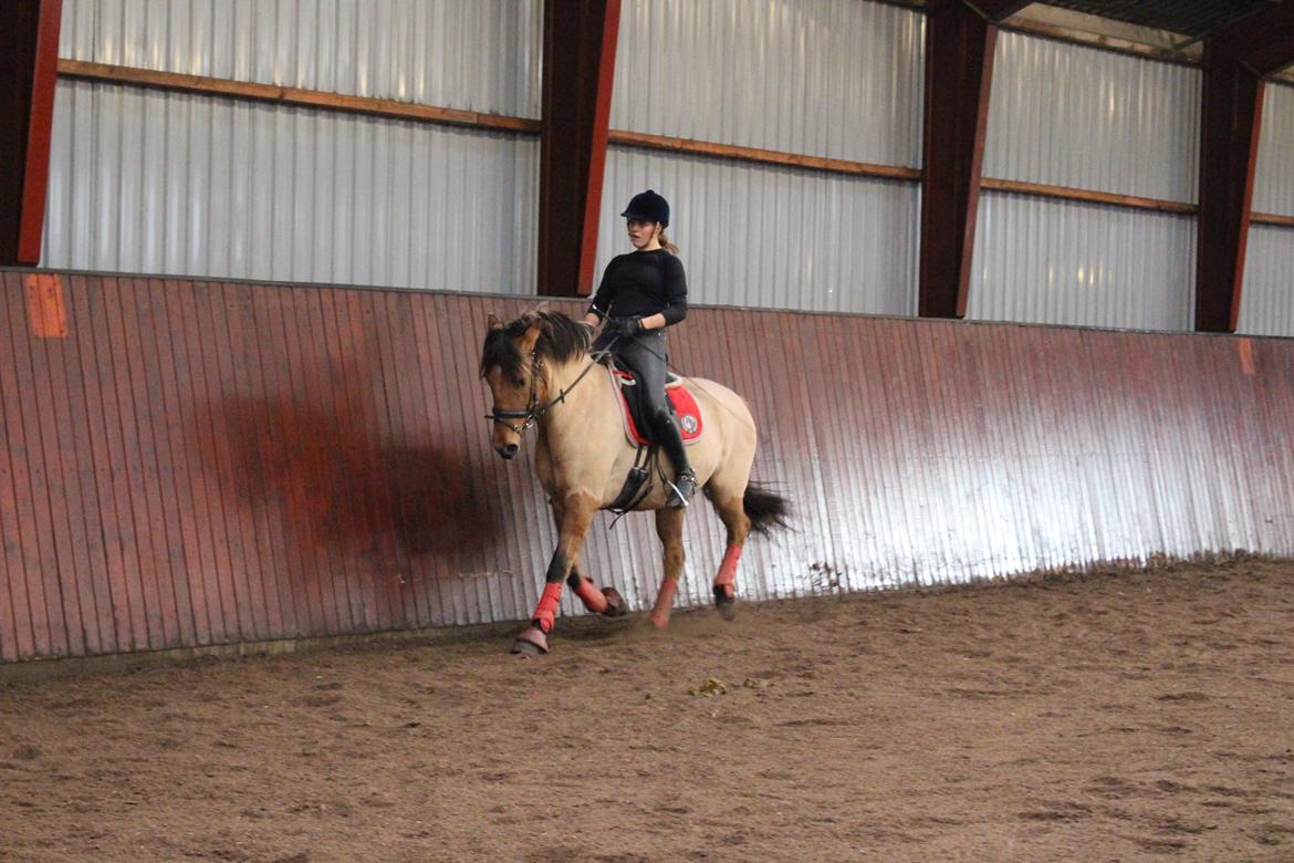 Anden særlig race Baunehøjgaards Ros- a-li billede 16