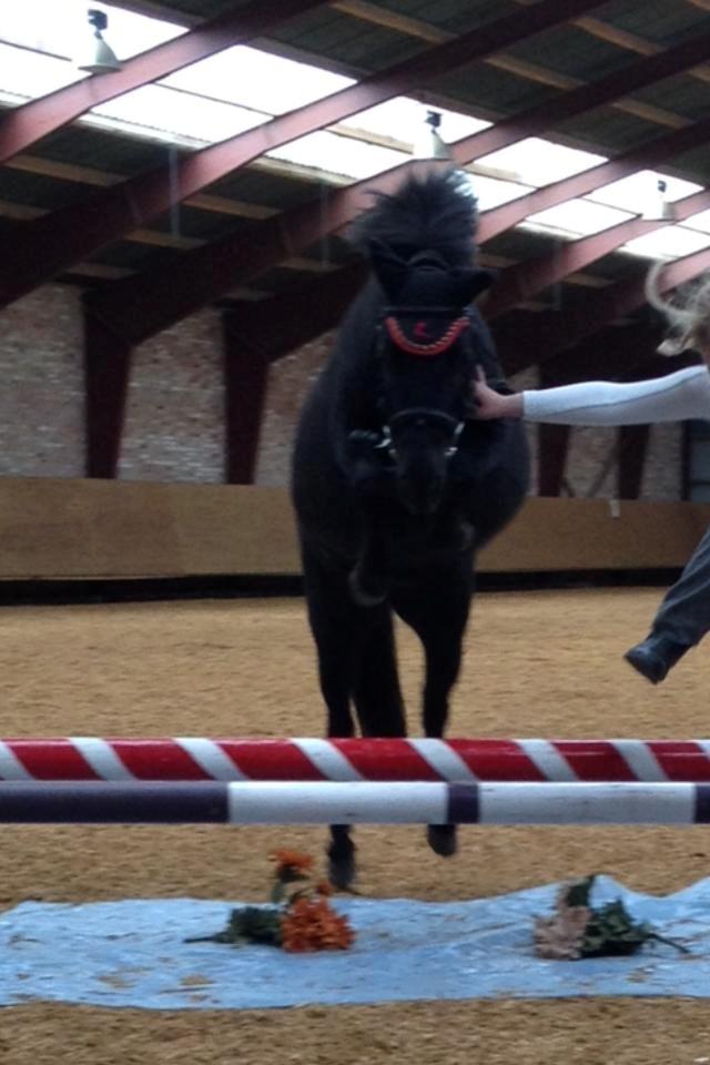 Shetlænder Valerias Doris Day billede 15