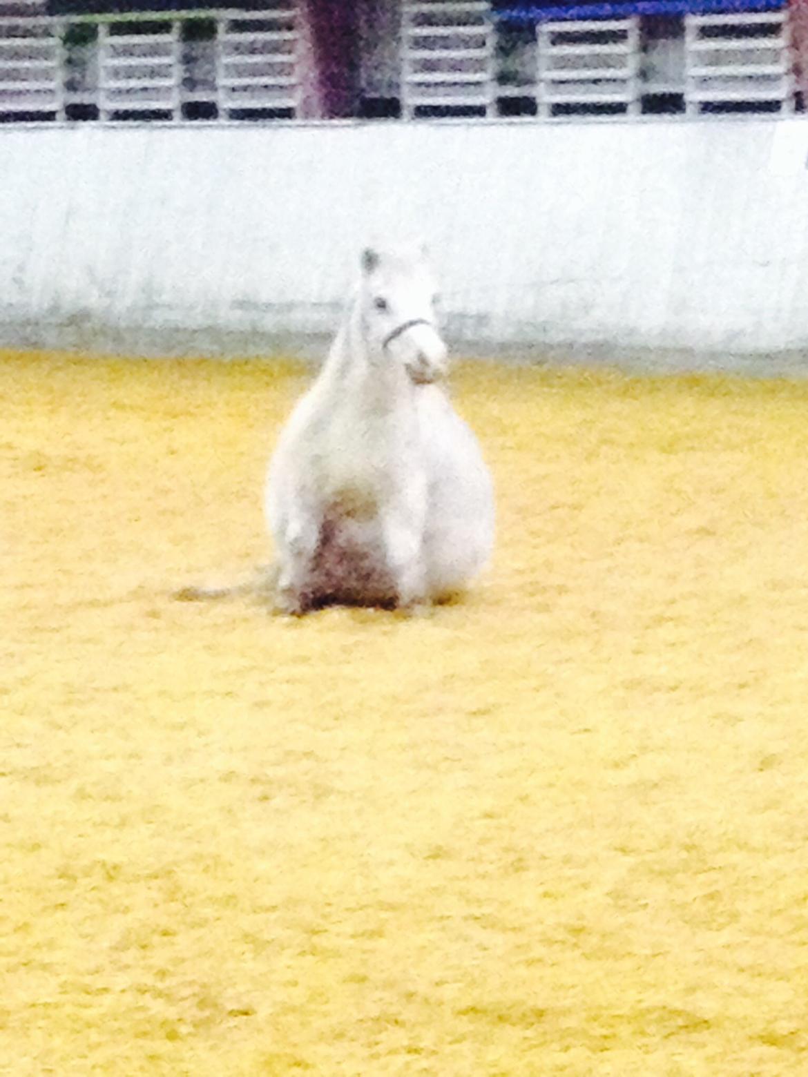 Hollandsk Miniature Krystal R.I.P <3 billede 10