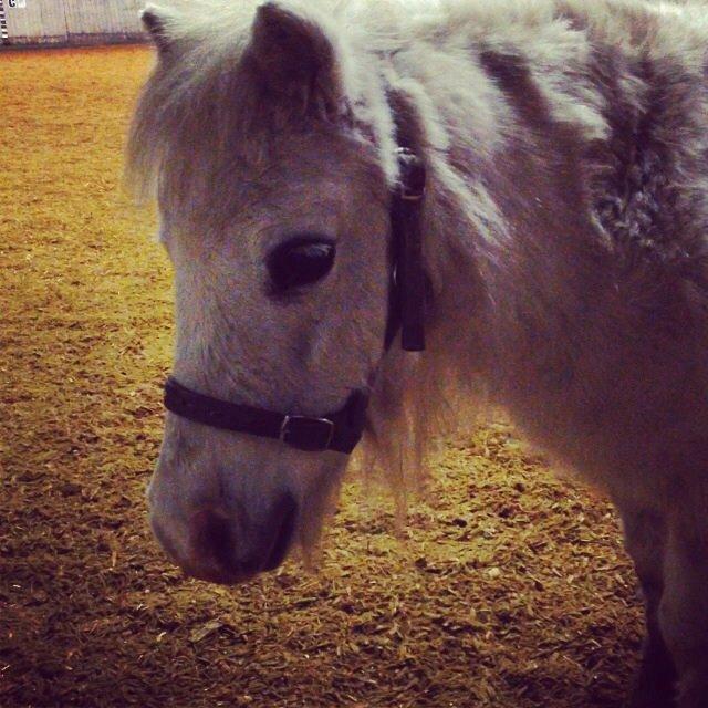 Hollandsk Miniature Krystal R.I.P <3 billede 13