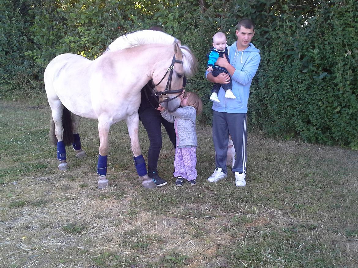 Fjordhest Macur (R.I.P 02-07-2014) billede 1