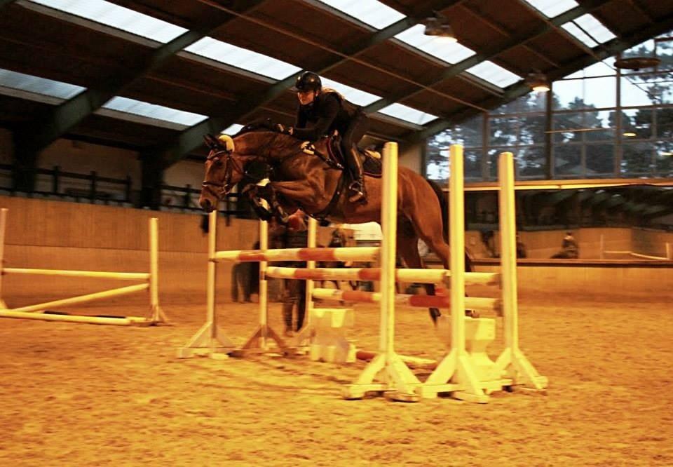 Dansk Varmblod Raypawers believe billede 15