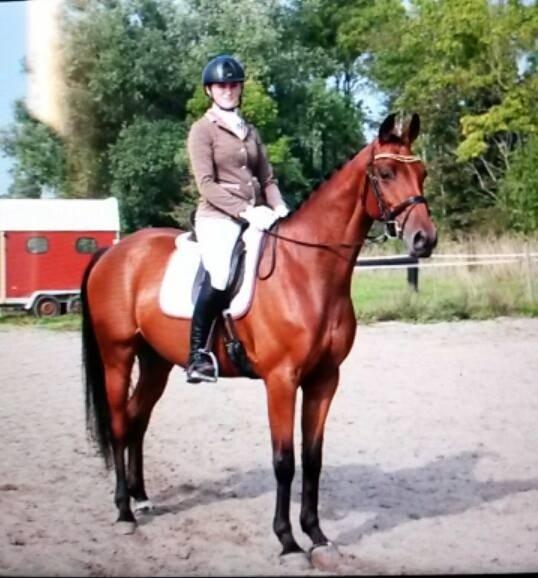 Dansk Varmblod Raypawers believe billede 18