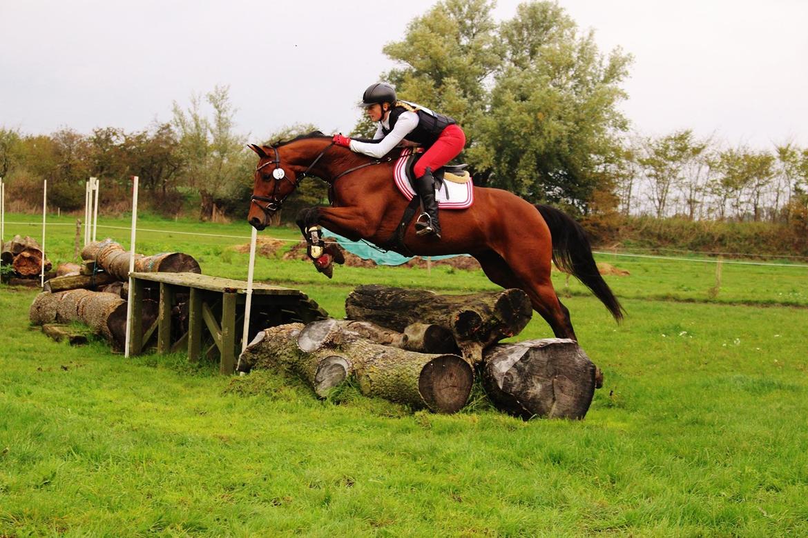 Dansk Varmblod Raypawers believe - 100 spring på opvarmnig SØG billede 1