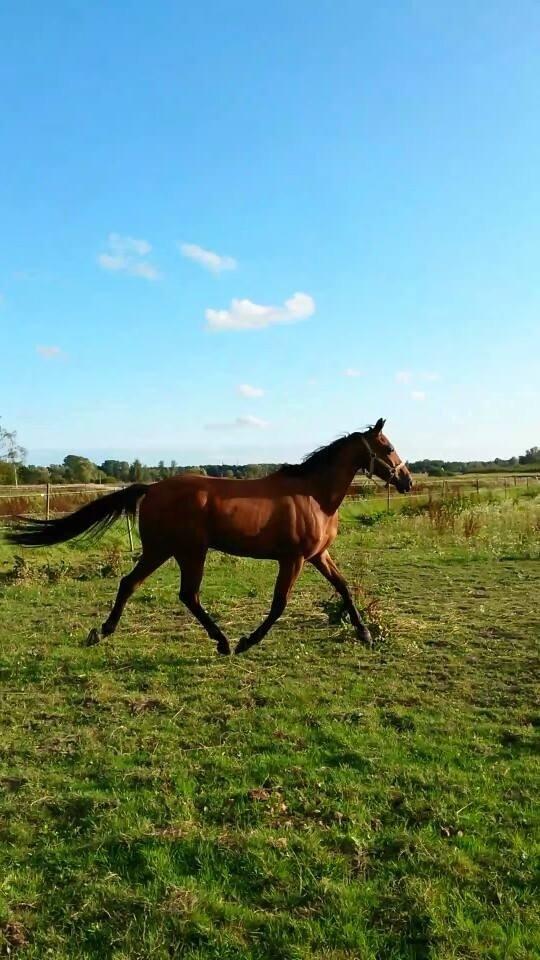 Dansk Varmblod Raypawers believe billede 19