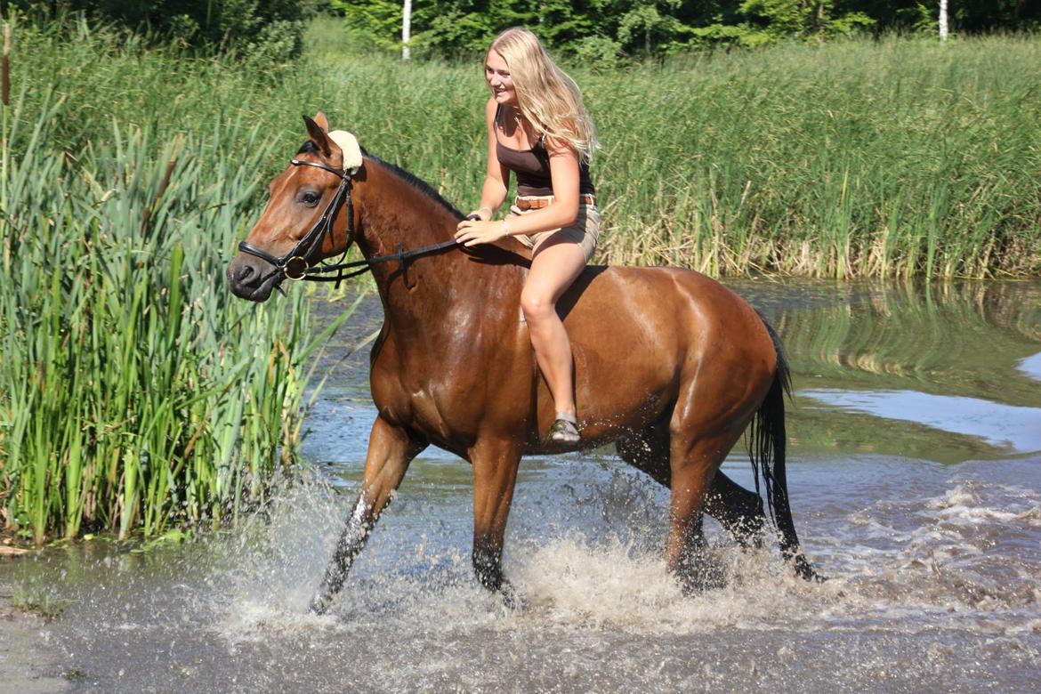 Dansk Varmblod Raypawers believe billede 10