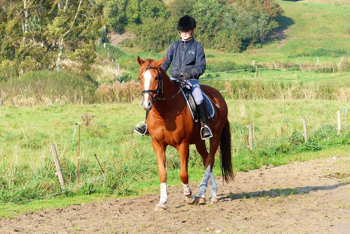 Welsh Partbred (Sec F) Stillebaekkens Monogramm - Ikke særlig godt billede, men fra da jeg prøvede ham hos Stutteri Stillebækken billede 17