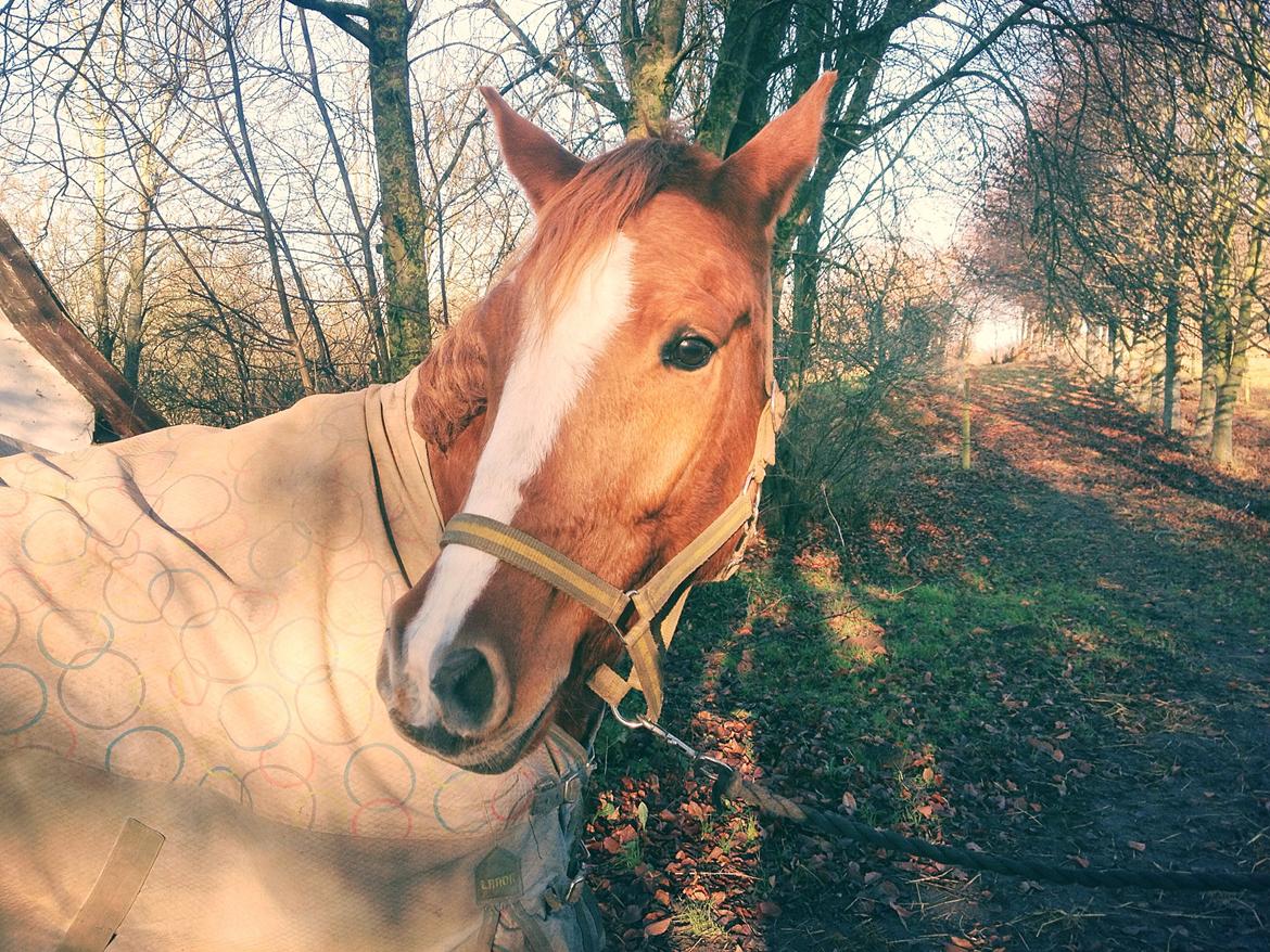 Welsh Partbred (Sec F) Stillebaekkens Monogramm - På vej til fold med bøssekrøller, ikke særlig begejstret ;) billede 11