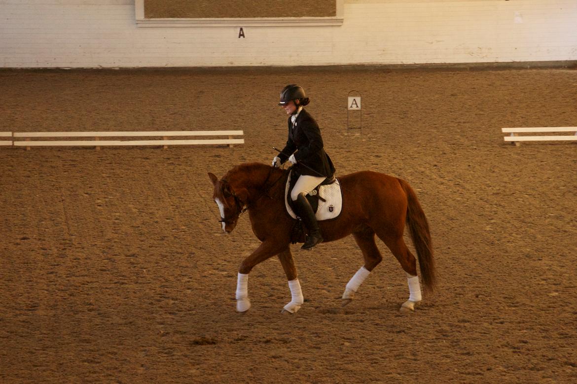 Welsh Partbred (Sec F) Stillebaekkens Monogramm - Stævne LD1 billede 7