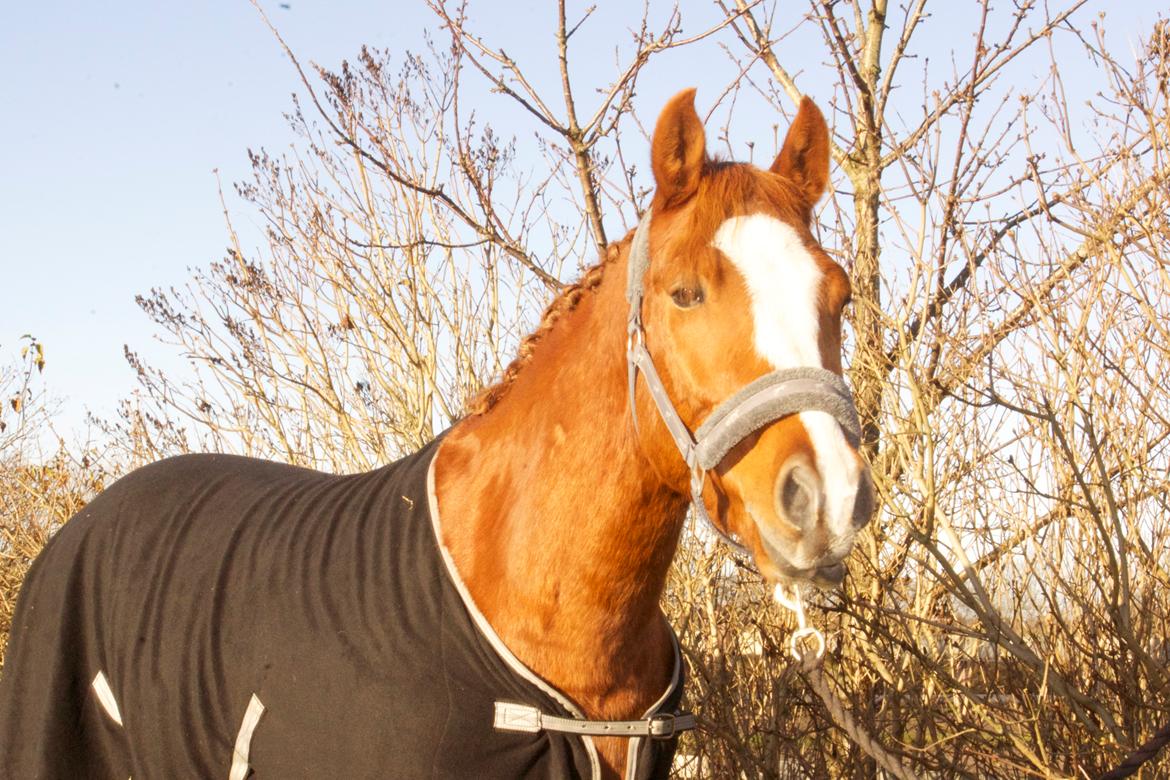 Welsh Partbred (Sec F) Stillebaekkens Monogramm billede 6