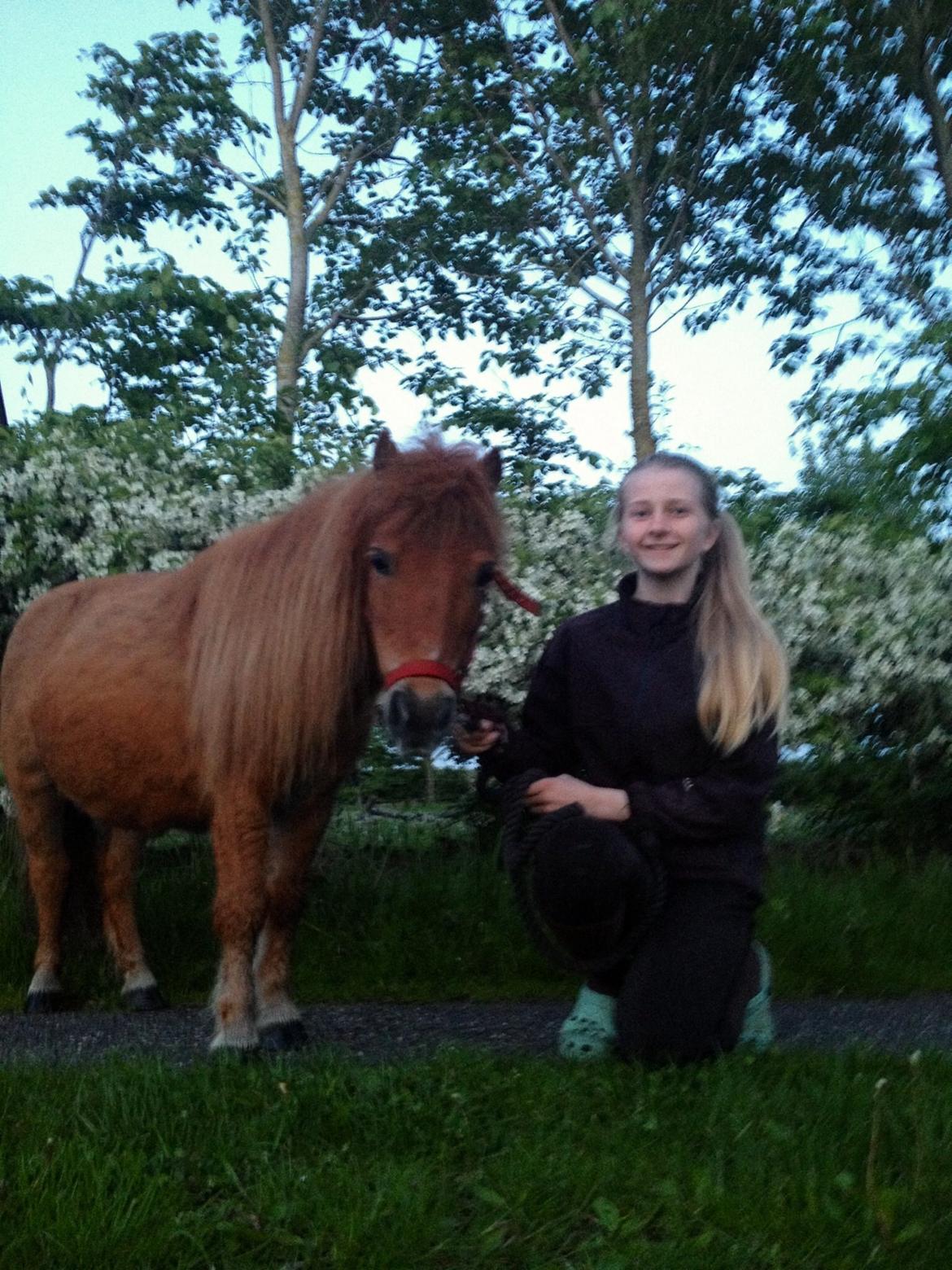 Shetlænder misty <33 billede 12