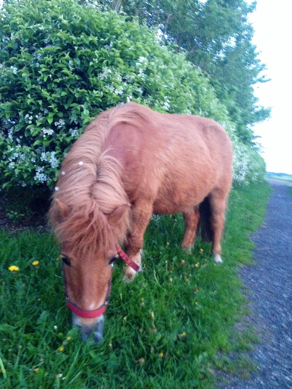 Shetlænder misty <33 billede 9